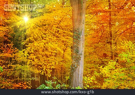 
                Wald, Herbstwald, Herbstlich                   