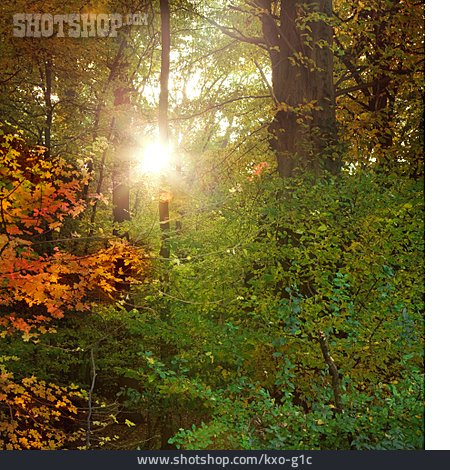 
                Sonnenlicht, Wald, Herbstlich                   