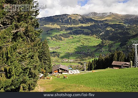 
                Alm, Berner Oberland                   