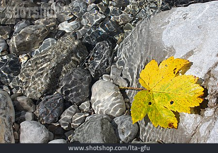 
                Herbstlaub, Ahornblatt, Quellwasser                   
