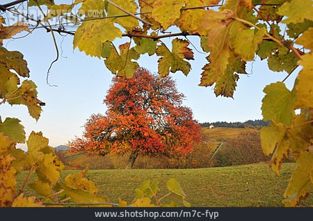 
                Herbst, Schief, Laubbaum, Birnenbaum, Windschief                   