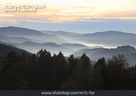 
                Wald, Nebel, Schwarzwald                   