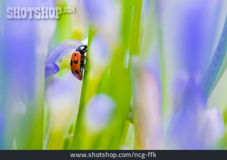 
                Blade Of Grass, Ladybird                   