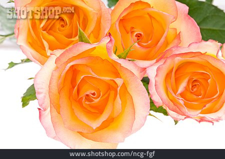 
                Rose, Blumenstrauß                   
