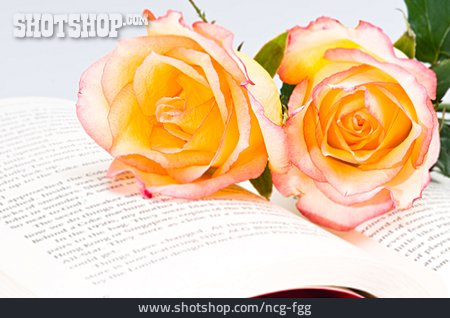 
                Rose, Buch, Liebesroman                   
