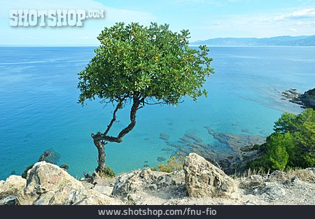 
                Meer, Olivenbaum, Zypern                   