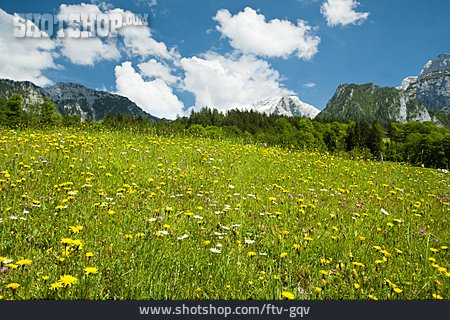 
                Blumenwiese, Gebirgslandschaft, Bergwiese                   