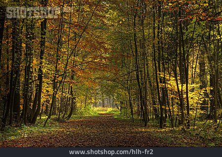 
                Wald, Herbst, Waldweg, Herbstwald                   