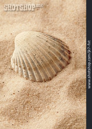 
                Sand, Muschel, Maritim                   