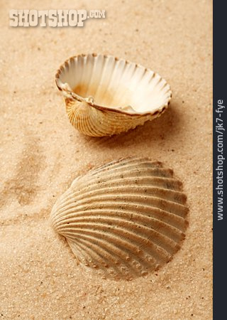 
                Sand, Muschel, Maritim                   