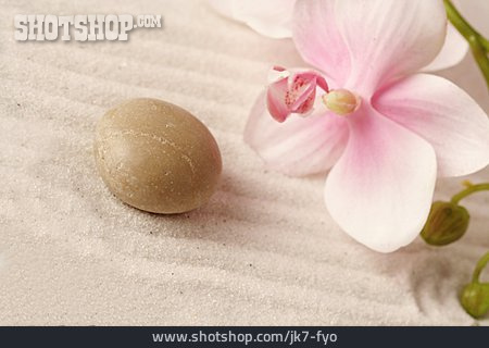 
                Sand, Kieselstein, Orchideenblüte                   