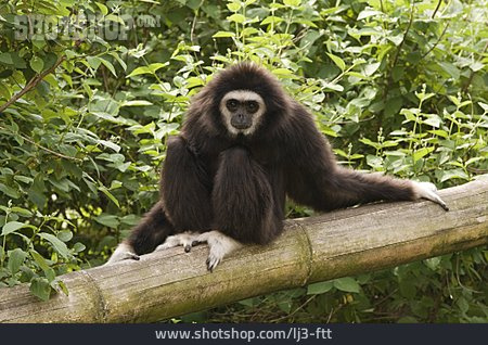 
                Affe, Weißhand-gibbon                   