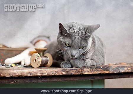 
                Katze, Nähutensilien                   