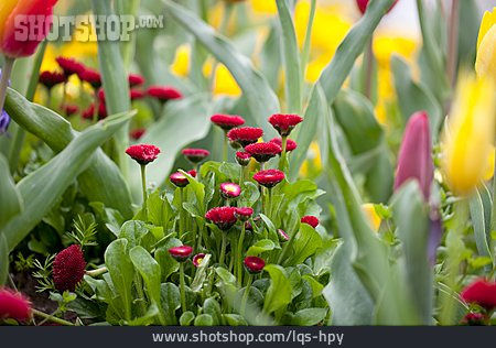 
                Tulpen, Gänseblümchen, Rob Roy                   