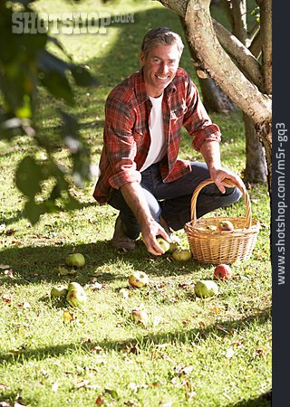 
                Mann, Gartenarbeit, Apfelernte                   