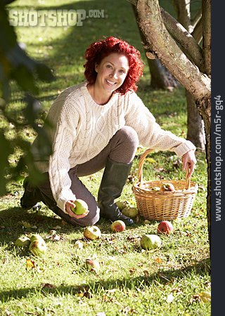 
                Frau, Gartenarbeit, Fallobst, Apfelernte                   