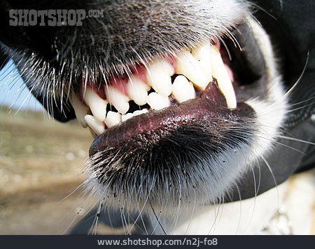
                Zahn, Hundegebiss                   