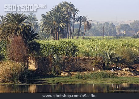 
                Flussufer, Nil                   
