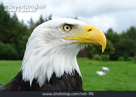 
                Adler, Weißkopfseeadler                   