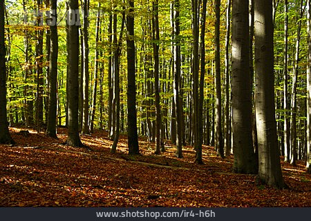 
                Wald, Rotbuche, Buchenwald                   