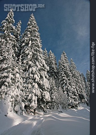 
                Winterlandschaft, Verschneit, Nadelwald, Schneebedeckt                   