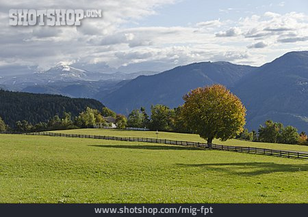 
                Weide, Südtirol, Oberbozen                   