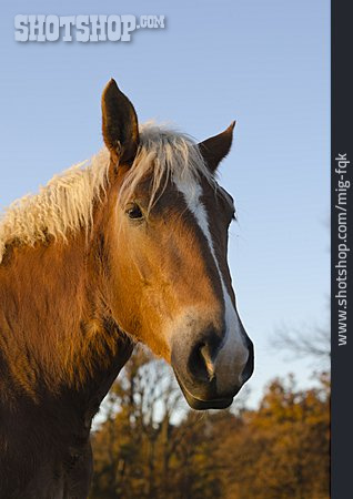 
                Pferd, Tierporträt                   