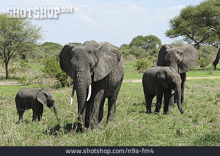 
                Elefant, Serengeti-nationalpark, Afrikanischer Elefant                   