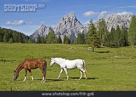 
                Pferd, Dolomiten, Almwiese                   