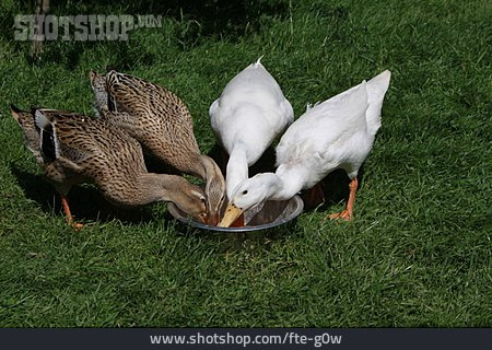 
                Nahrung & Nahrungsaufnahme, Ente                   