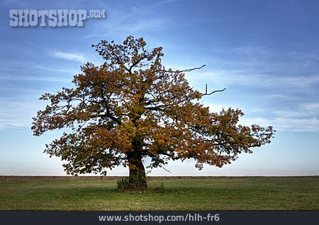 
                Tree, Oak Tree                   