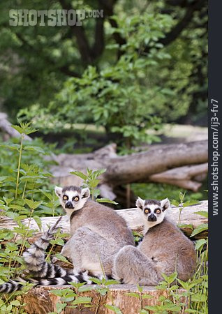 
                Lemur, Katta, Feuchtnasenaffe                   