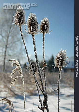 
                Winter, Frost, Karden                   