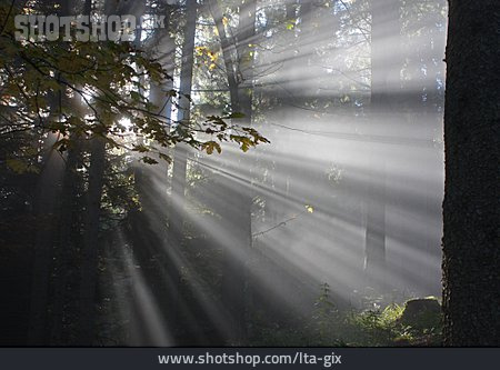 
                Wald, Nebel, Sonnenstrahlen                   