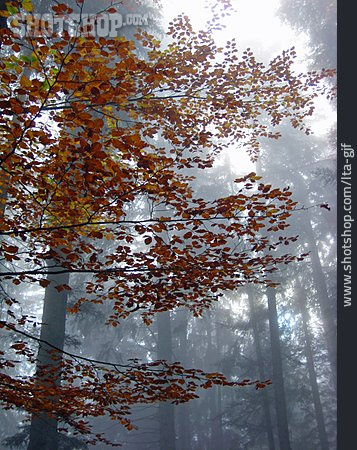 
                Wald, Nebel, Herbstlaub                   