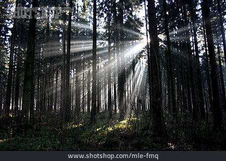 
                Wald, Sonnenstrahlen, Morgenstimmung                   