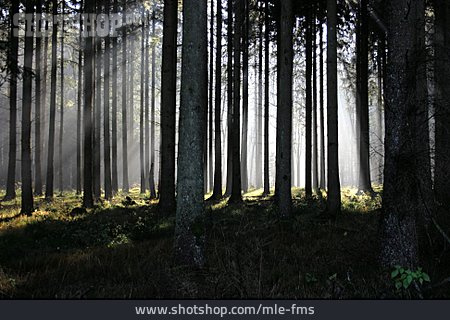 
                Wald, Morgenstimmung                   