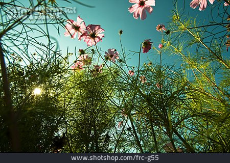 
                Froschperspektive, Blumen, Pflanze, Schmuckkörbchen                   