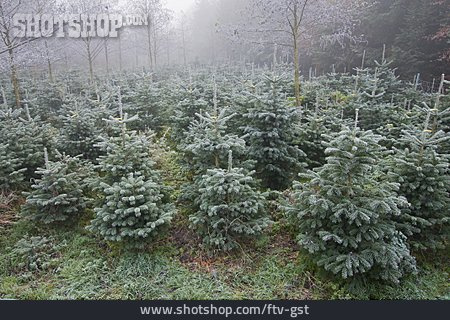 
                Nadelbaum, Weihnachtsbaum, Christbaumplantage                   