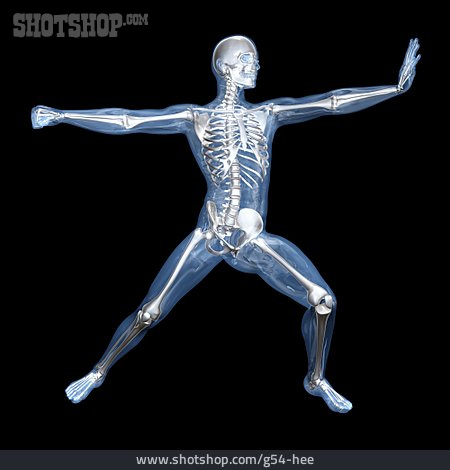 
                Skelett, Sportmedizin, Medizinische Grafik                   