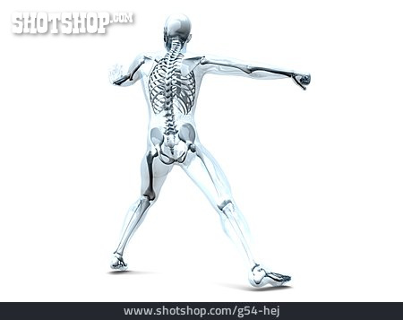 
                Skeleton, Computer Graphics, Medical Illustrations                   