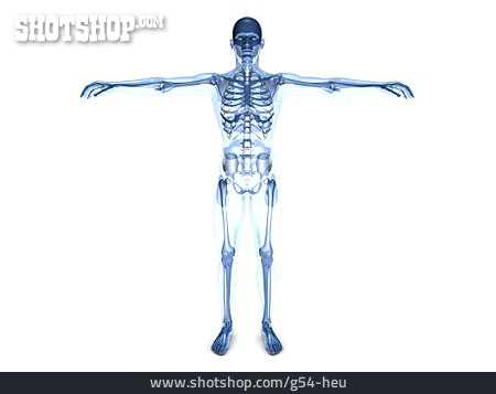 
                Skelett, Anatomie, Medizinische Grafik                   
