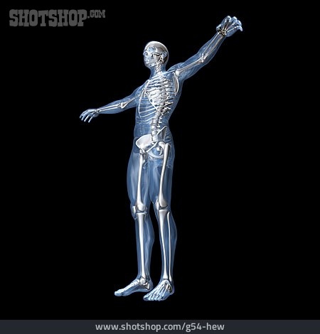 
                Skelett, Anatomie, Computergrafik, Gläserner Mensch                   