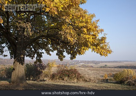 
                Baum, Herbstlich, Slowakei                   