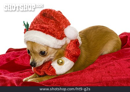 
                Chihuahua, Weihnachtshund                   