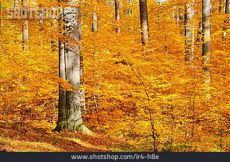 
                Herbstlich, Buchenwald, Herbstfärbung                   