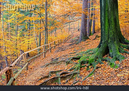 
                Herbststimmung, Herbstlich, Buchenwald                   