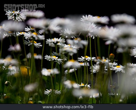 
                Blume, Gänseblümchen                   