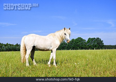
                Pony                   