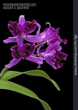 
                Cattleya, Orchideenblüte, Laelia                   